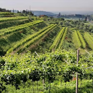 Steile Rebberge, welche zum Weingut Serego Alighieri gehören