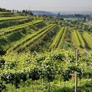 Steile Rebberge, welche zum Weingut Serego Alighieri gehören
