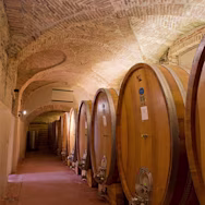 Grosse Holzfässer im Weinkeller von Prunotto