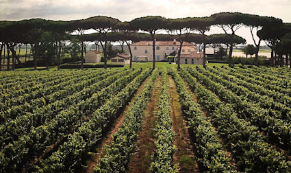 Rebfläche und das Hauptgebäude des Weinguts Tenuta Guado al Tasso im Herzen der Toskana, der Maremma