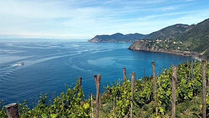 Aus dieser am Mittelmeer gelegenen Region stammt der süffige Pigato-Weisse.