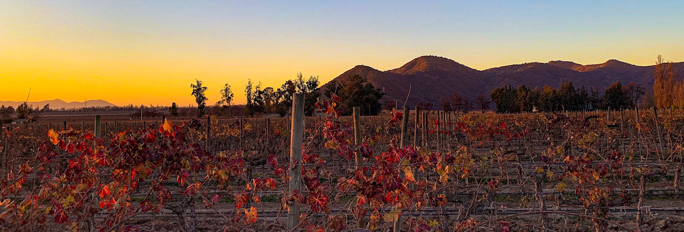 Schöner Sonnentergang in den Rebbergen vom Valle Central