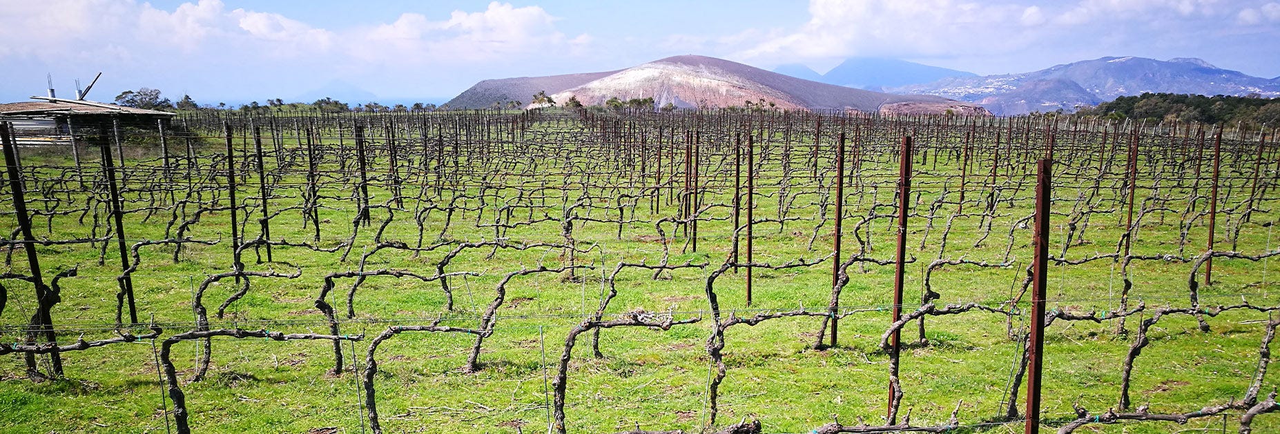 Rebstöcke des Weinguts Hauner in der Winterpause