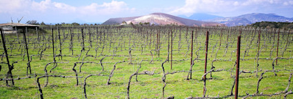 Rebstöcke des Weinguts Hauner in der Winterpause