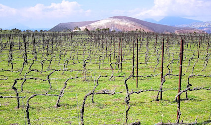 Rebstöcke des Weinguts Hauner in der Winterpause