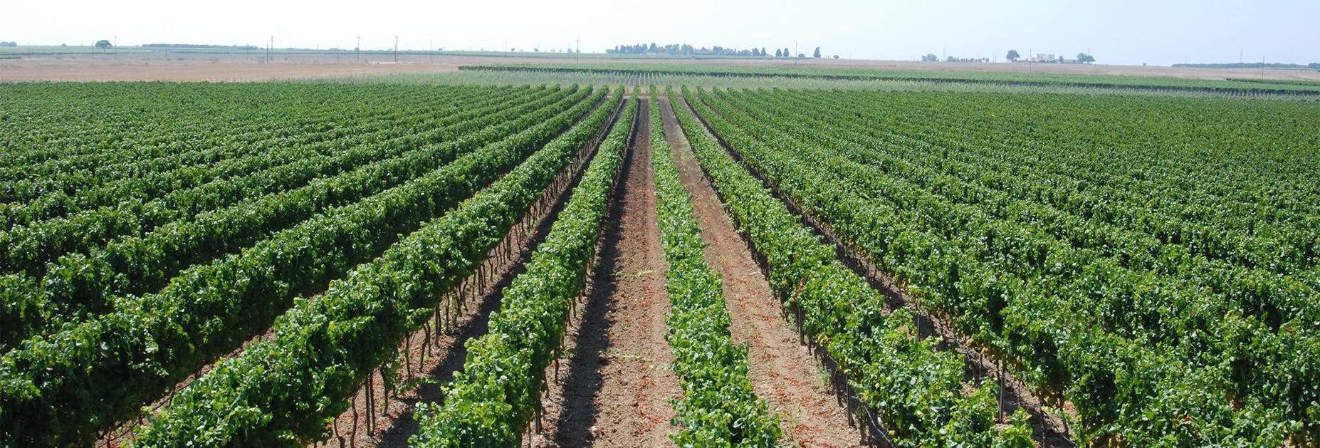 Weitläufige Rebflächen von Conti Zecca in Apulien