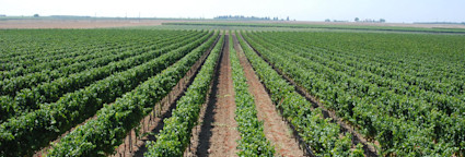 Weitläufige Rebflächen von Conti Zecca in Apulien