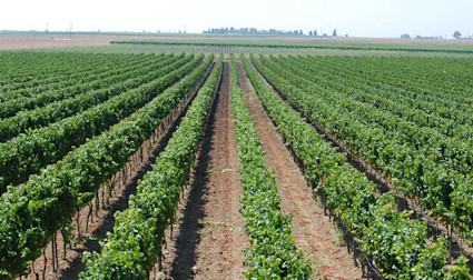 Weitläufige Rebflächen von Conti Zecca in Apulien