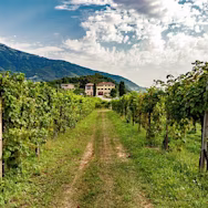 Blick zwischen den Rebzeilen auf das Hauptgebäude von Canevel