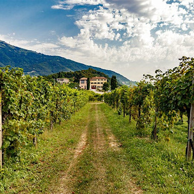 Blick zwischen den Rebzeilen auf das Hauptgebäude von Canevel