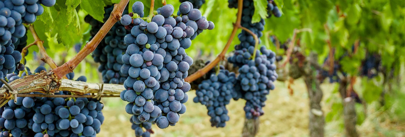 Die Königen der Trauben in der Toskana, der Sangiovese