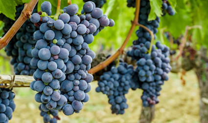 Die Königen der Trauben in der Toskana, der Sangiovese