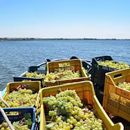 Transport von geernteten Trauben per Schiff