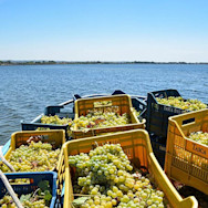 Transport von geernteten Trauben per Schiff