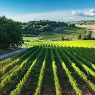 Rebberge der Tenuta Vergaia