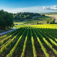 Rebberge der Tenuta Vergaia