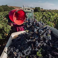 Geerntete Trauben werden für den Transport in den Weinkeller bereitgemacht