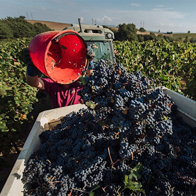 Geerntete Trauben werden für den Transport in den Weinkeller bereitgemacht