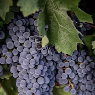 Reife rote Trauben am Rebstock auf dem Weingut Marchesi Antinori