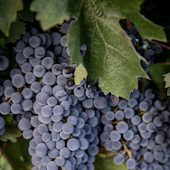 Reife rote Trauben am Rebstock auf dem Weingut Marchesi Antinori