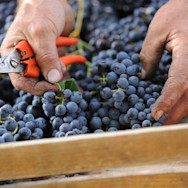 Erntehelfer prüfen die Qualität der Trauben