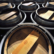 Barriquefässer der Tenuta San Guido