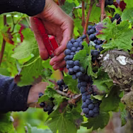 Die reifen Trauben werden gelesen