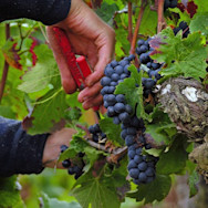 Die reifen Trauben werden gelesen