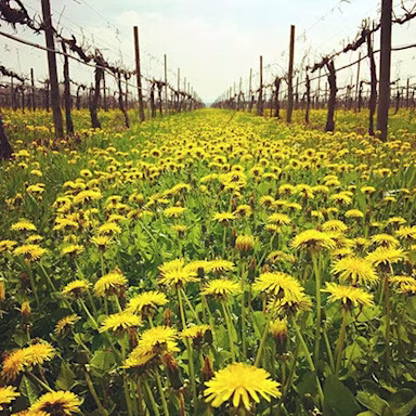 Noch kahle Rebstöcke bei Villa di Corlo