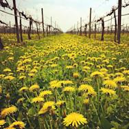 Noch kahle Rebstöcke bei Villa di Corlo