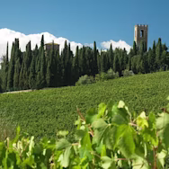 Rebfläche vor den alten Klostermauern, welches heute zur Lagerung der Weine dient