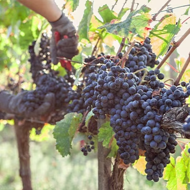 Reife rote Trauben auf dem Weingut Ornellaia werden geerntet