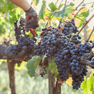 Reife rote Trauben auf dem Weingut Ornellaia werden geerntet