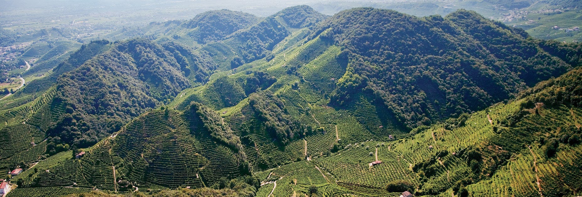 Hügelige Reblandschaft in Venetien