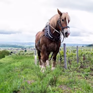 Champagnerflaschen im Rüttelpult im Weingut Thienot