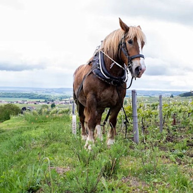Champagnerflaschen im Rüttelpult im Weingut Thienot