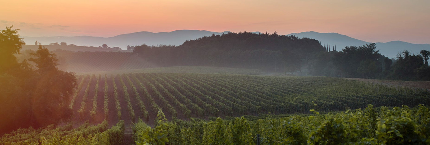 Schöne Sonnenstimmung über den Rebbergen der Familie Cotarella in Umbrien