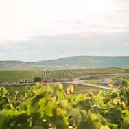 Rebberge der Tenuta Bocca di Lupo