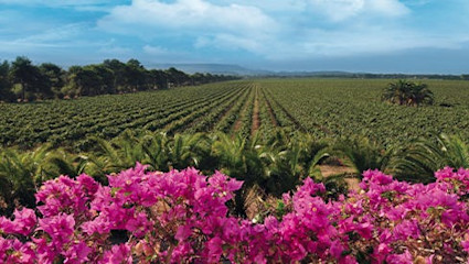 Typisch für diese sonnenverwöhnte Insel sind uralte autochthone Sorten wie Vermentino.