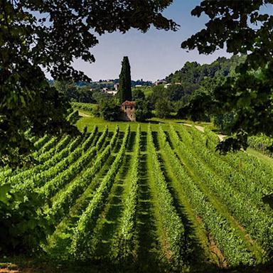 Saftig grüne Rebberge von Canevel