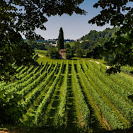 Saftig grüne Rebberge von Canevel