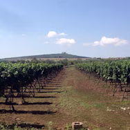 Blick in die Rebberge des Weinguts Rivera