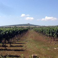Blick in die Rebberge des Weinguts Rivera