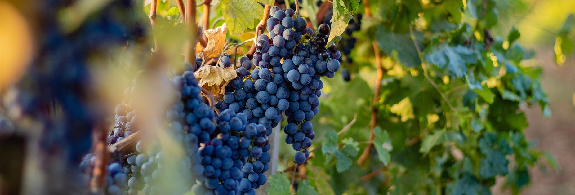 Reife Merlottrauben am Rebstock