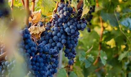 Reife Merlottrauben am Rebstock