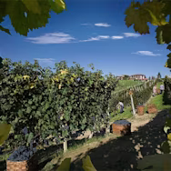 Strahlend blauer Himmel über den Rebbergen des Weinguts Bruno Giacosa im Piemont