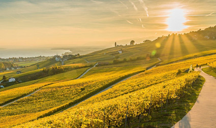 Sonnenuntergang über den Rebbergen in der Waadt