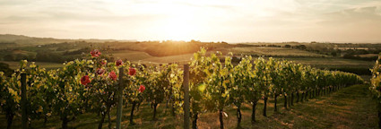 img-89603235e571ba889aaa1781b75e82e8