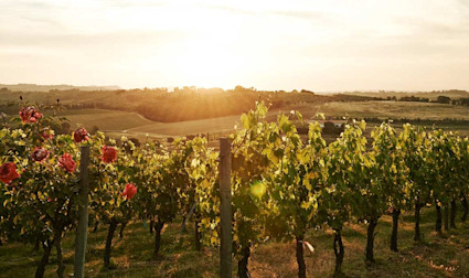 img-89603235e571ba889aaa1781b75e82e8