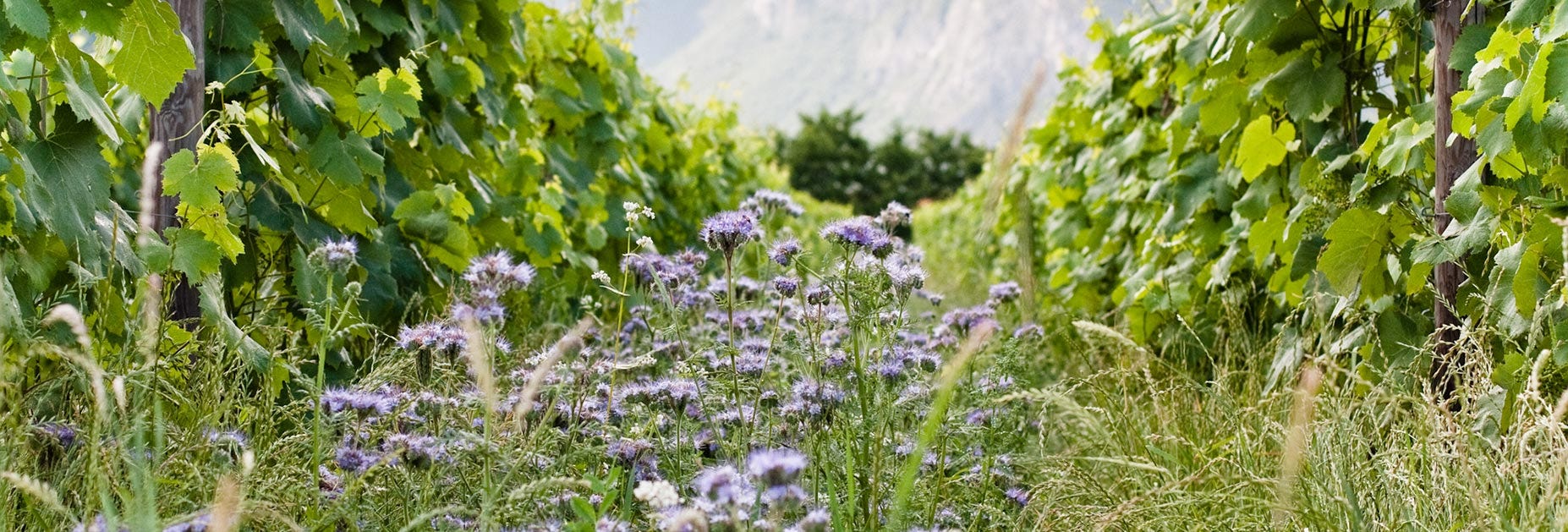 Blumen zwischen den Rebbergen auf dem Weingut Foradori im Trentino